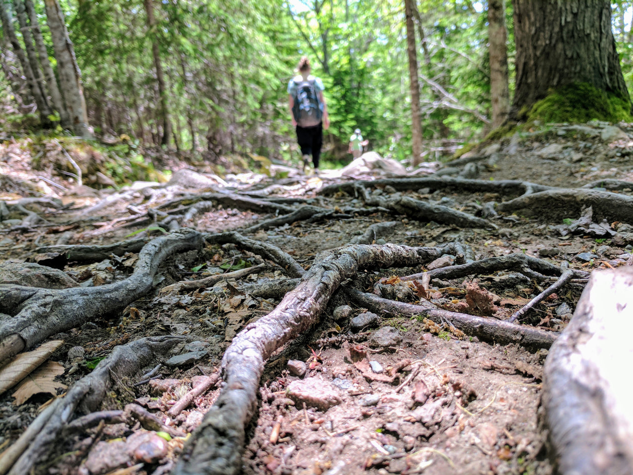 Wurzeln und unebene Wege beim Wandern gefährden das Sprunggelenk